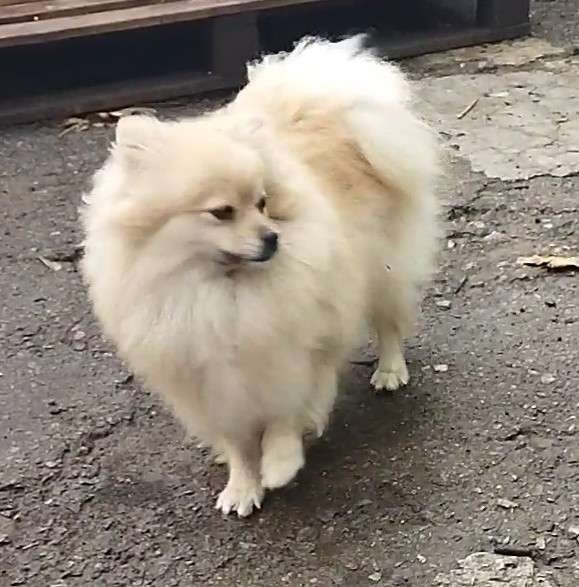 Девочка шпицев