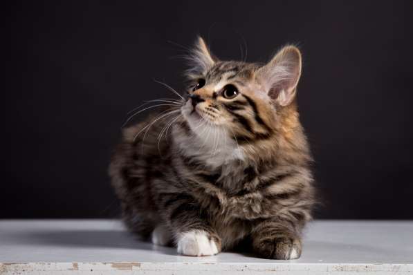 Курбобы- котята от Чемпиона Мира в Уфе фото 22