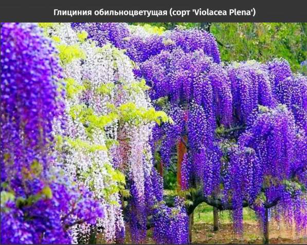 Глициния обильноцветущая (сорт 'Violacea Plena') в Краснодаре фото 9