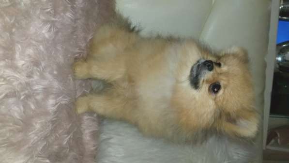 Померанский шпиц - медвежий тип в фото 19