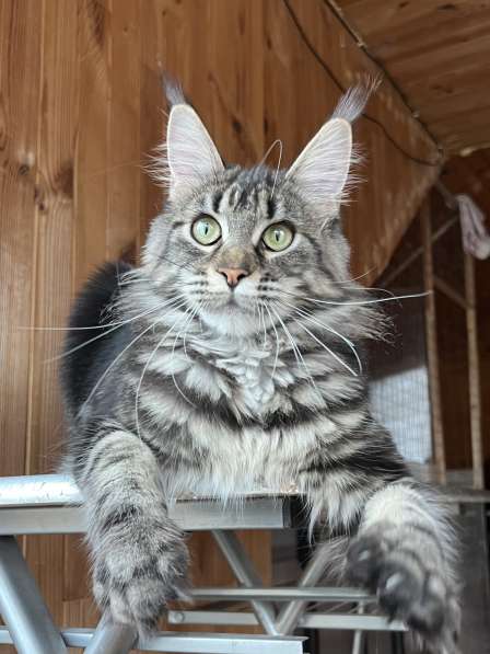 Maine Coon female