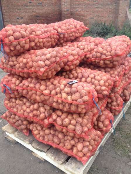 Продаем картофель Гала, Ред Леди от 20 тонн в Далматово фото 6