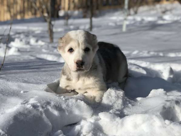 Щенок среднеазиатской овчарки (алабай) из питомника в Красноярске фото 7