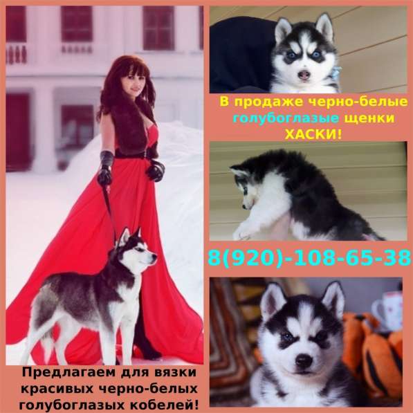 Шикарные малыши хаски