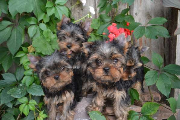 МАЛЬЧИК ЙОРКШИРСКОГО ТЕРЬЕРА в Саратове фото 4