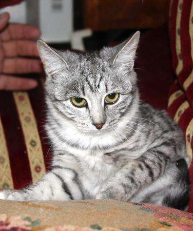 Прекрасная Сильвия котенок-подросток ищет дом. в Москве фото 4
