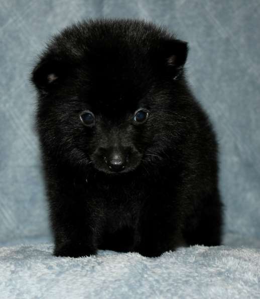 Мальчики и девочки бельгийской овчарки схипперке в Москве фото 4