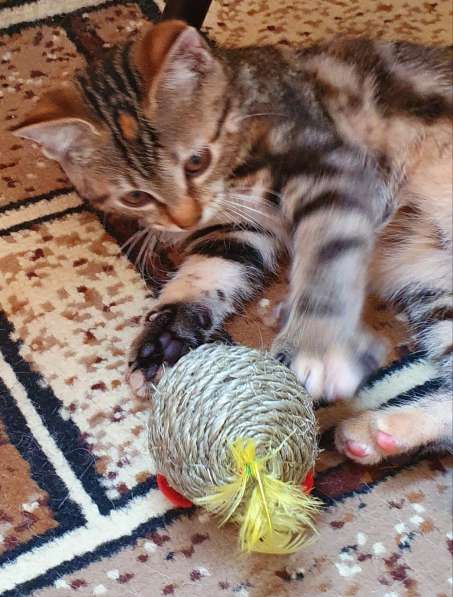 Курильчата в Саранске фото 25