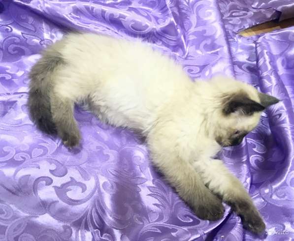 Котенок Невский маскарадный в Санкт-Петербурге фото 7