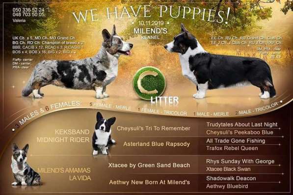 Продается щенок вельш корги кардиган в 