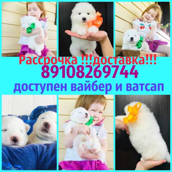 МиМи мишки щеночки самоедской лайки