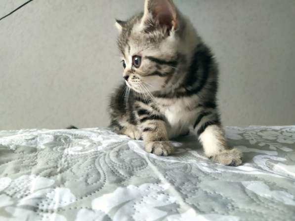 Продам шотландских котят окрас мрамор на серебре