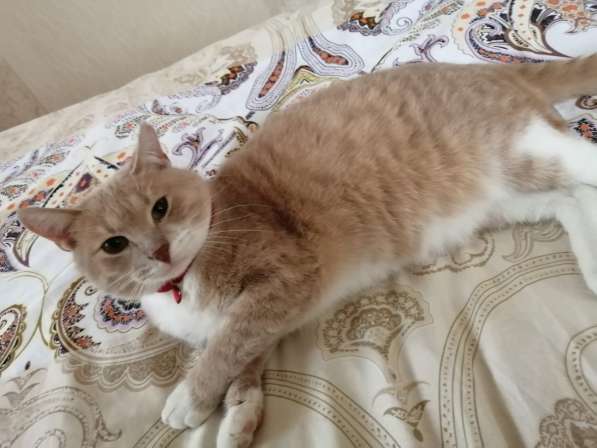Плюшевый котик Морис в поисках своей семьи в Москве фото 8