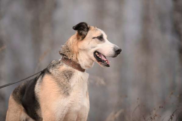 Молодой энергичный Майор ищет семью в Москве фото 44