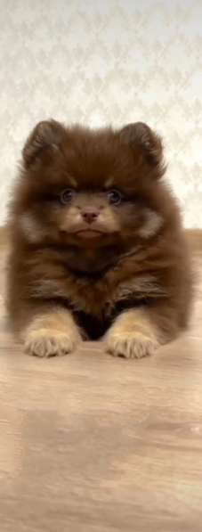 Pomeranian spitz. Choco tan в фото 4