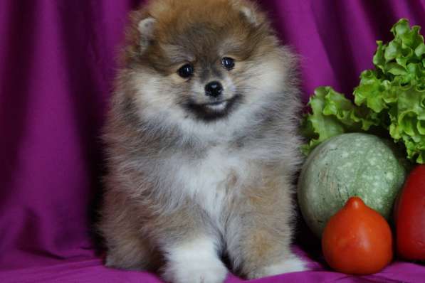 Шпиц девочка в Москве фото 3