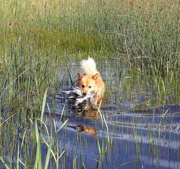 Щенки финского шпица / карело-финской лайки в Москве фото 10