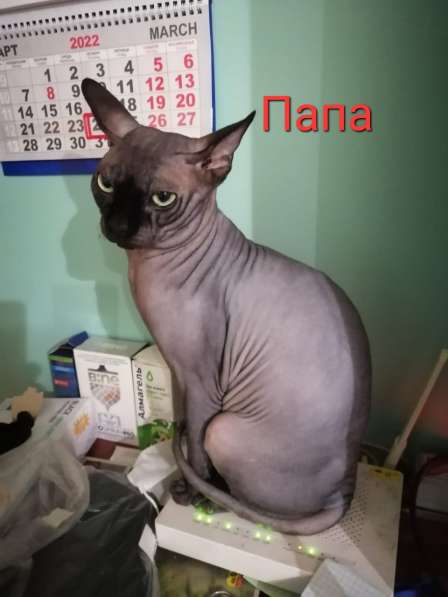Канадский сфинкс котята в Москве фото 12