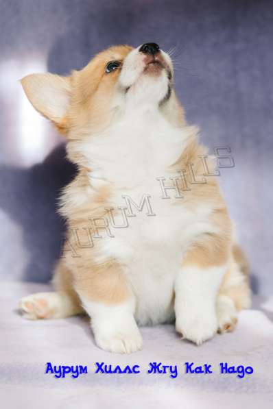 CHIOTS WELSH CORGI PEMBROKE в Нижнем Новгороде фото 19