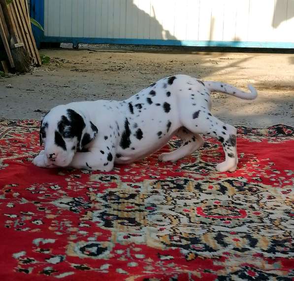 Щенки немецкого дога в Краснодаре фото 11