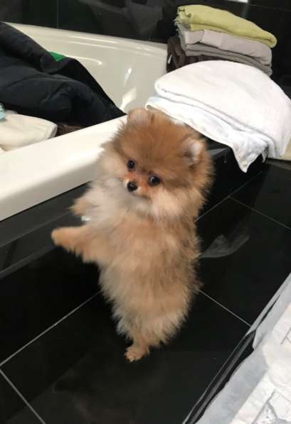 Мини-мишка девочка померанского шпица. Крошечная в 