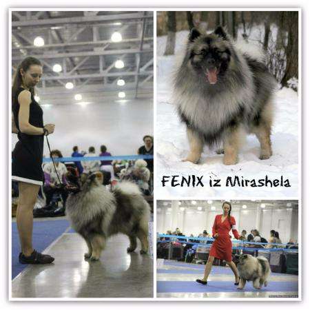 Щенки вольфшпица/кеесхонда в Москве фото 3