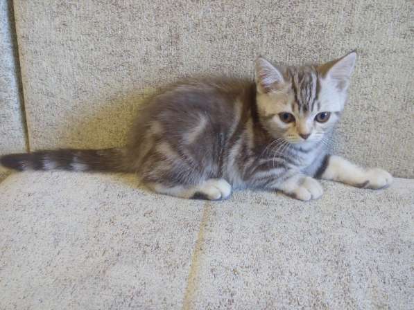 Шотландские котята в 