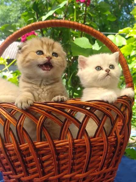 Британские котята в фото 6