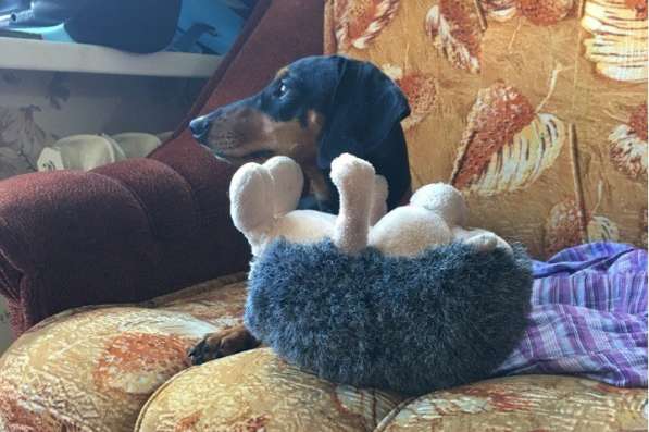 Щенок кроличьей таксы 8-и месяцев. Девочка