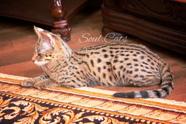 Купить Саванну F1 питомника Soul. Cats в Москве фото 21