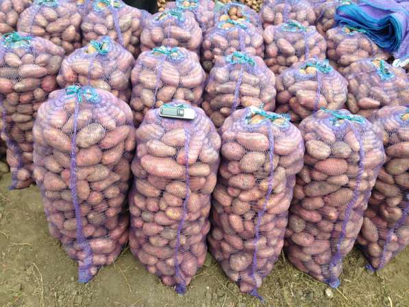 Продаем картофель Гала, Ред Леди от 20 тонн в Далматово фото 3