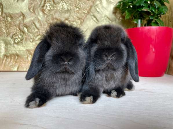 Кролики минилопы мардеры в Москве