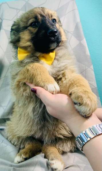 Лисички-сестрички! Рыженькие девочки ищут свои семьи! в Москве фото 10