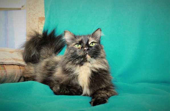 Эсми – космическая красота. Молодая кошечка в дар в Калуге фото 9