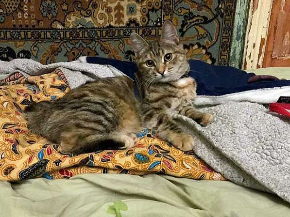 Полосатое чудо Нирвана, девочка-котенок, жертва садистов в Москве фото 5