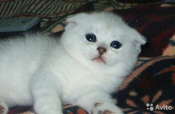 Котята -вислоухие и прямоухие в Костроме фото 6