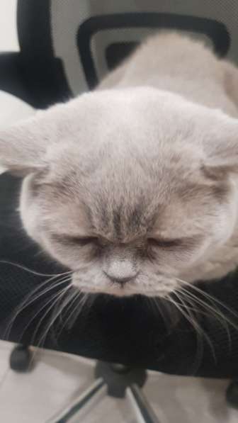 Кошка, британская лиловая гладкошерстная. 10 лет в Красногорске фото 6