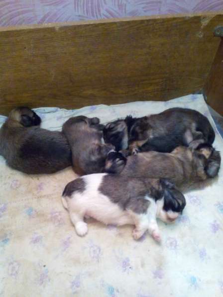 Продаётся пекинес в фото 8