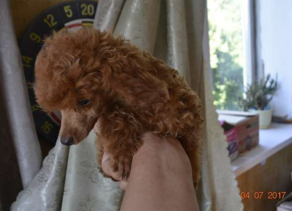 Той пудель абрикосового окраса в Славянске-на-Кубани фото 13
