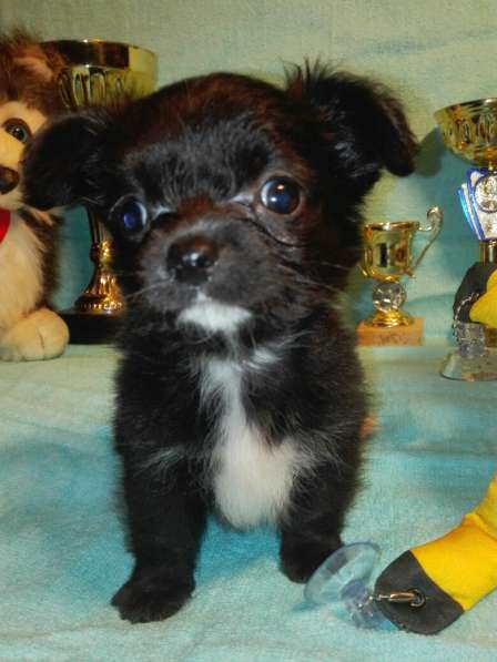 Щенок Чихуахуа ШОУ класса в Санкт-Петербурге фото 3
