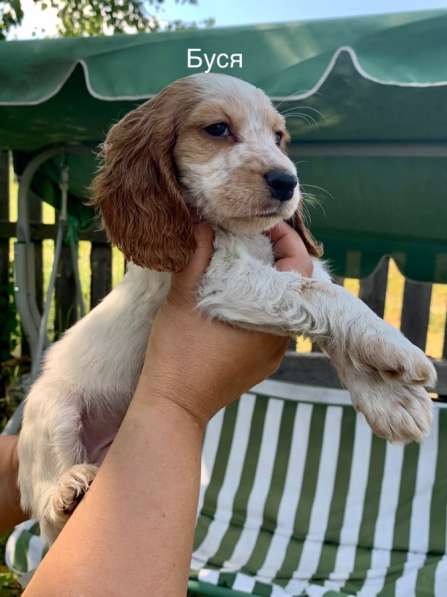 Продаются щенки русского охотничьего спаниеля в Москве фото 9