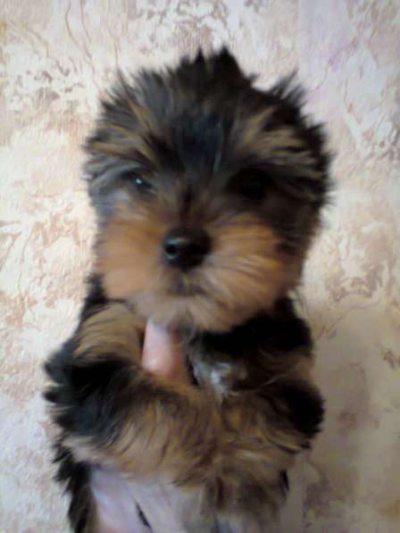 Щенки йоркширского терьера в Москве фото 10