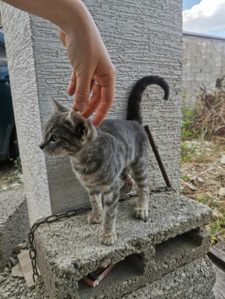 Котенок ищет дом! в Новороссийске фото 5