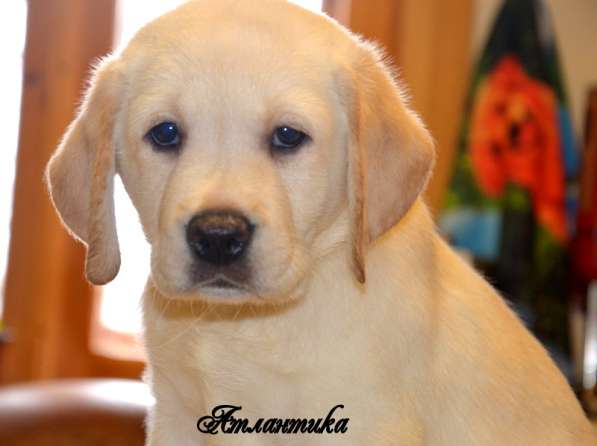Щенки лабрадора из питомника в Белгороде фото 23
