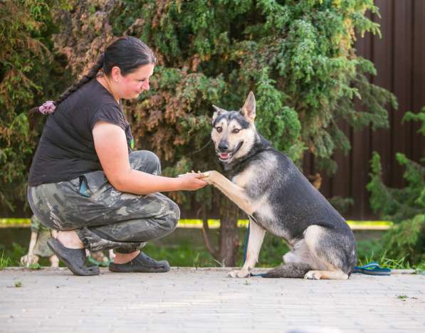 Овчарка Джефф в добрые руки в Москве фото 15