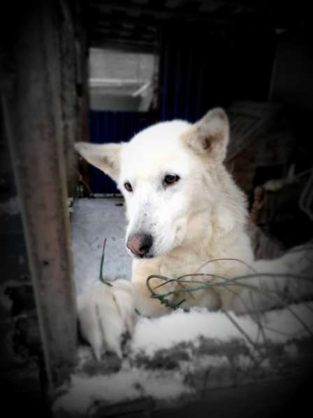 Старенькая белая собака ищет дом в Санкт-Петербурге