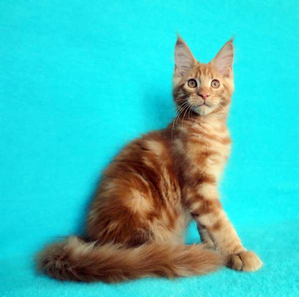 Апельсинки к Новому Году в Рязани фото 18