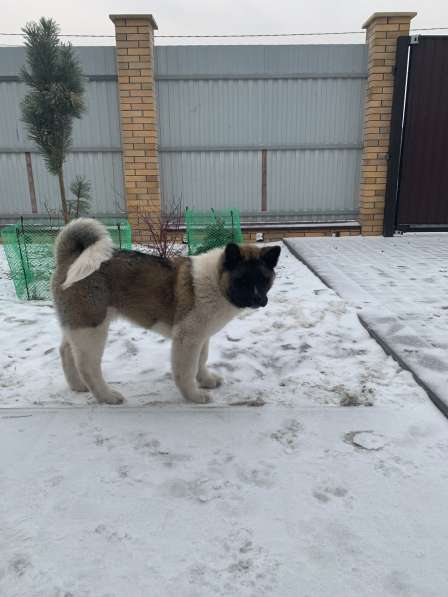 Акита в Ростове-на-Дону фото 62