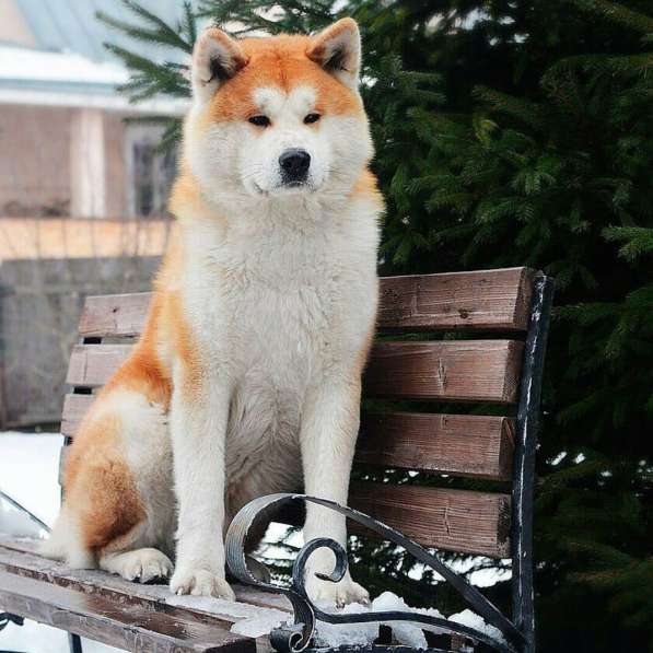 Щенки акита ину в фото 8