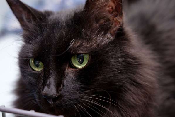 Красавица Тучка ищет заботливую семью в Москве фото 3